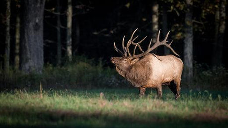The Best Elk Calls: Liberty Game Calls