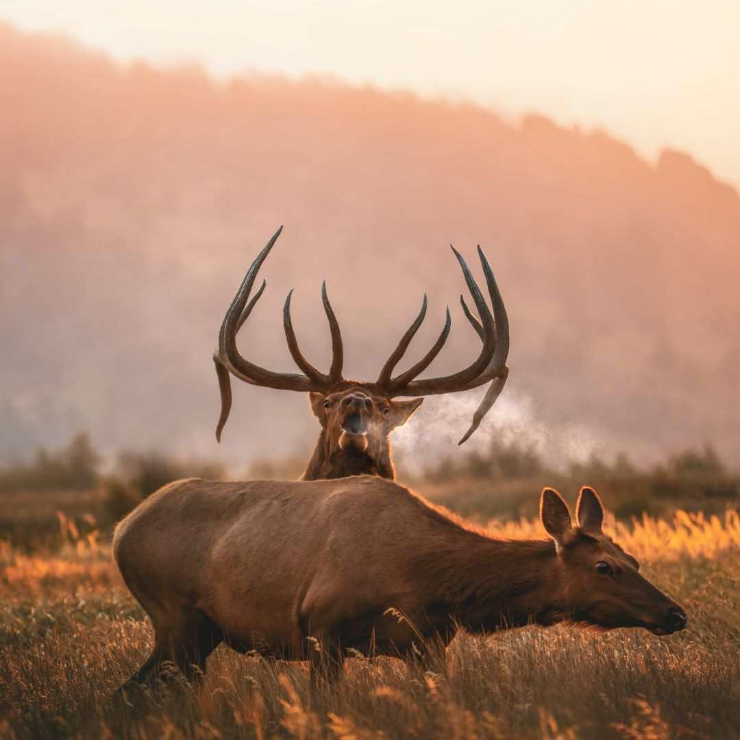 Gift Card for Hunters - Liberty Game Calls