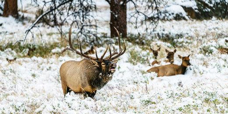 We Know What It Takes To Make a Quality Elk Call