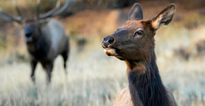 Spot and Stalk Elk Hunting