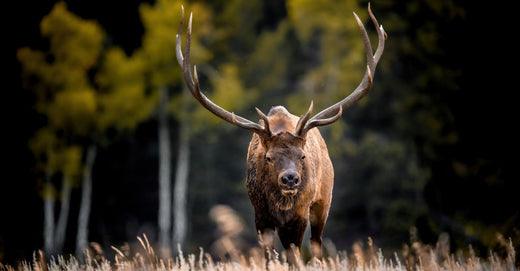 Elk Calling Mistakes to Avoid