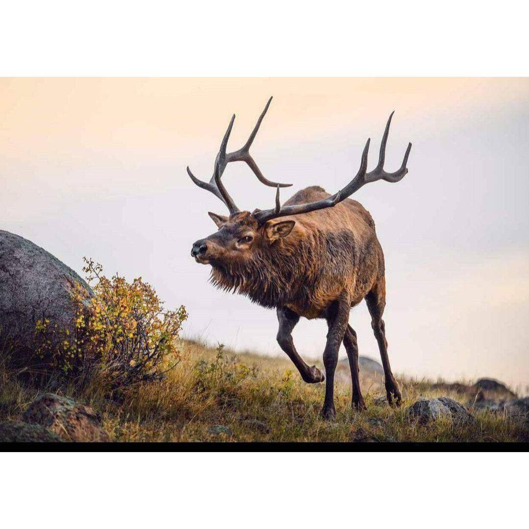 Gift Card for Hunters - Liberty Game Calls 