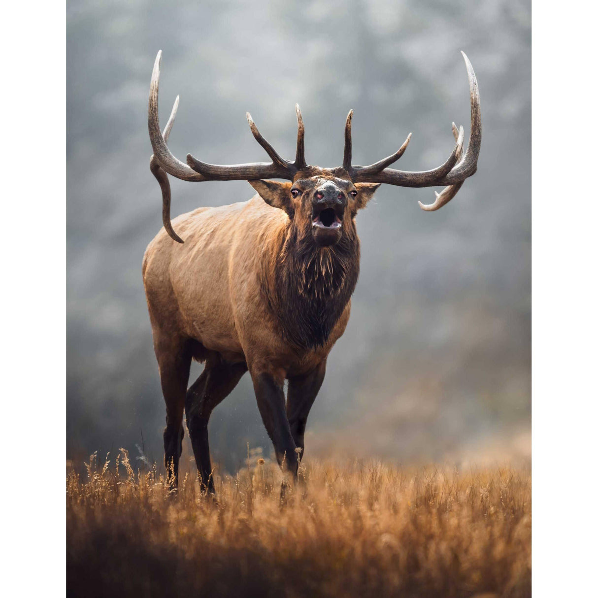 Gift Card for Hunters - Liberty Game Calls 